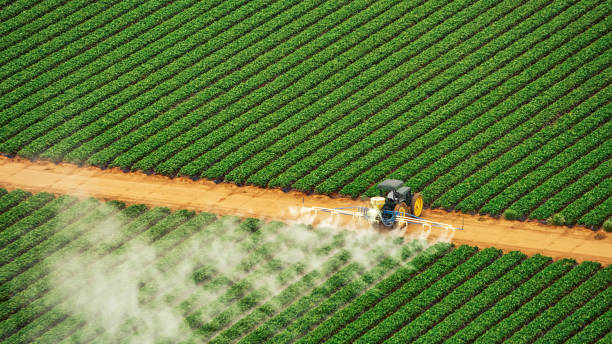Best Pest Prevention Services  in Shenandoah, TX