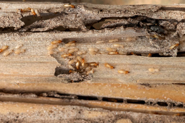 Shenandoah, TX Pest Control Company