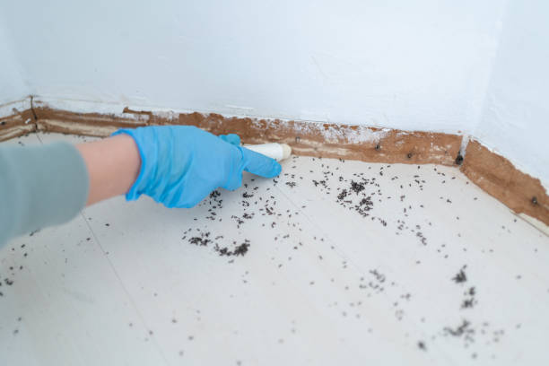 Best Pest Control for Restaurants  in Shenandoah, TX